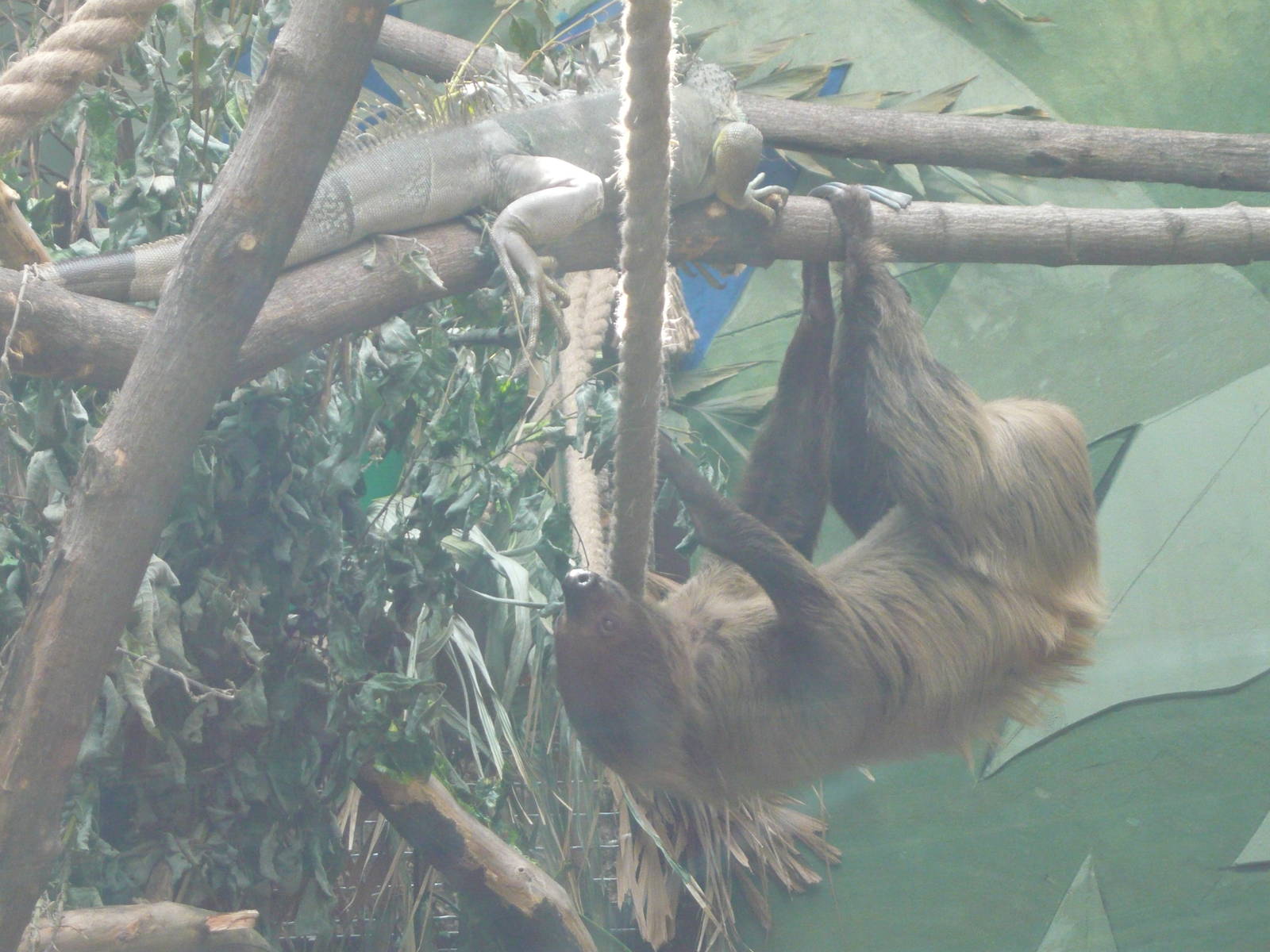 The Sloth-knight and the Dragon