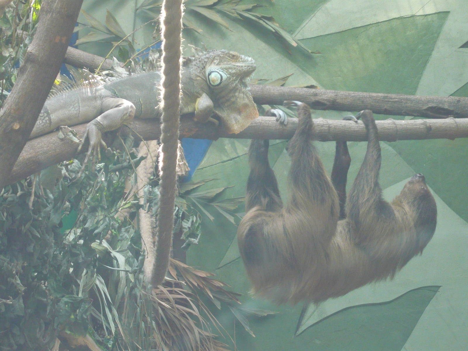 The Sloth-knight and the Dragon