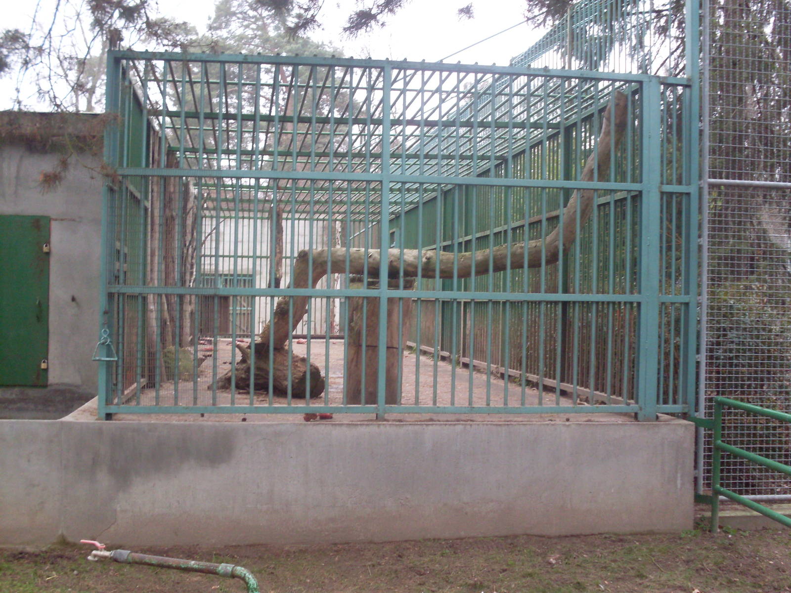 The small amur tiger outdoor exhibit