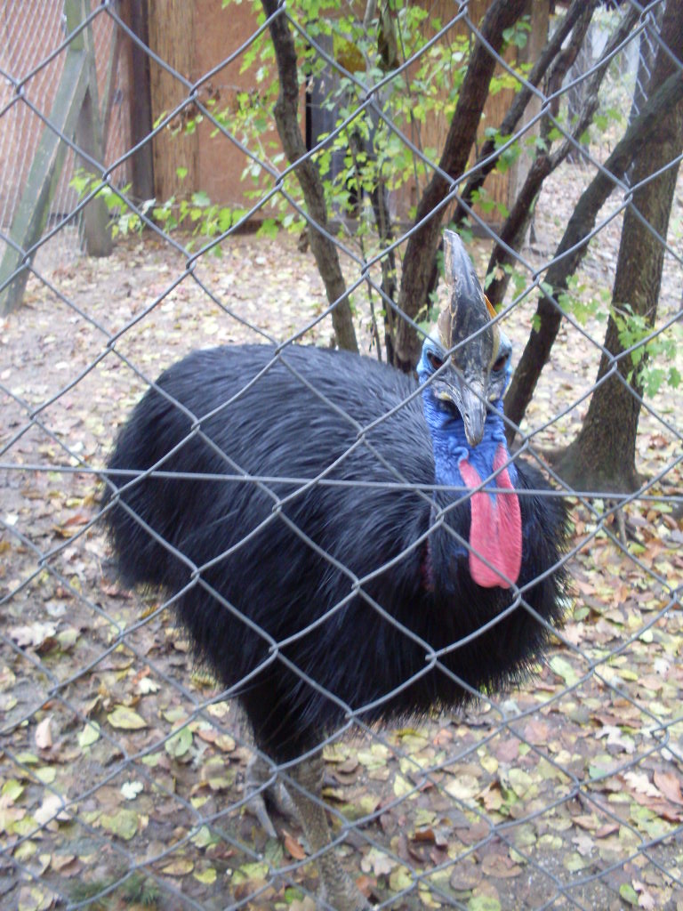 The small cassowary exhibit