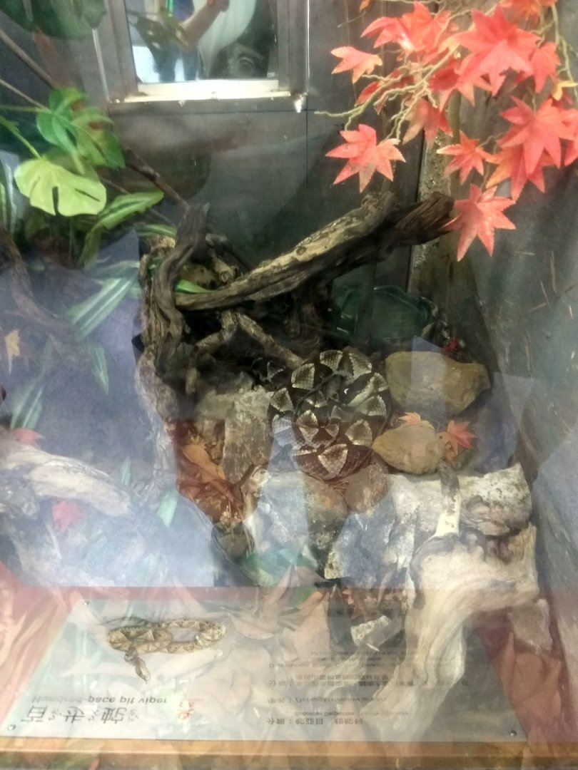 the small snake exhibit