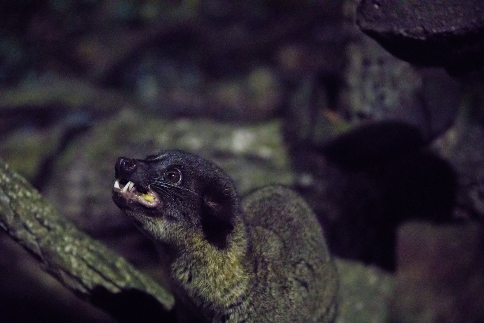 The small-toothed palm civet (Arctogalidia trivirgata)