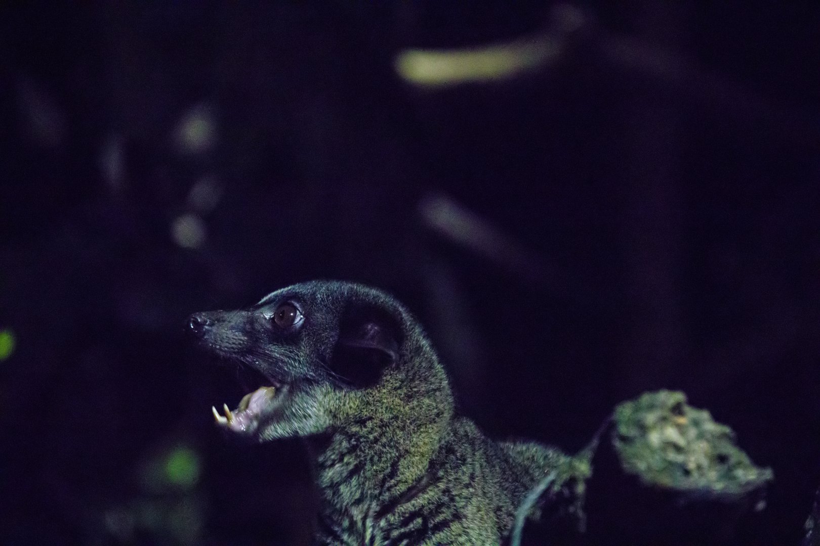 The small-toothed palm civet (Arctogalidia trivirgata)
