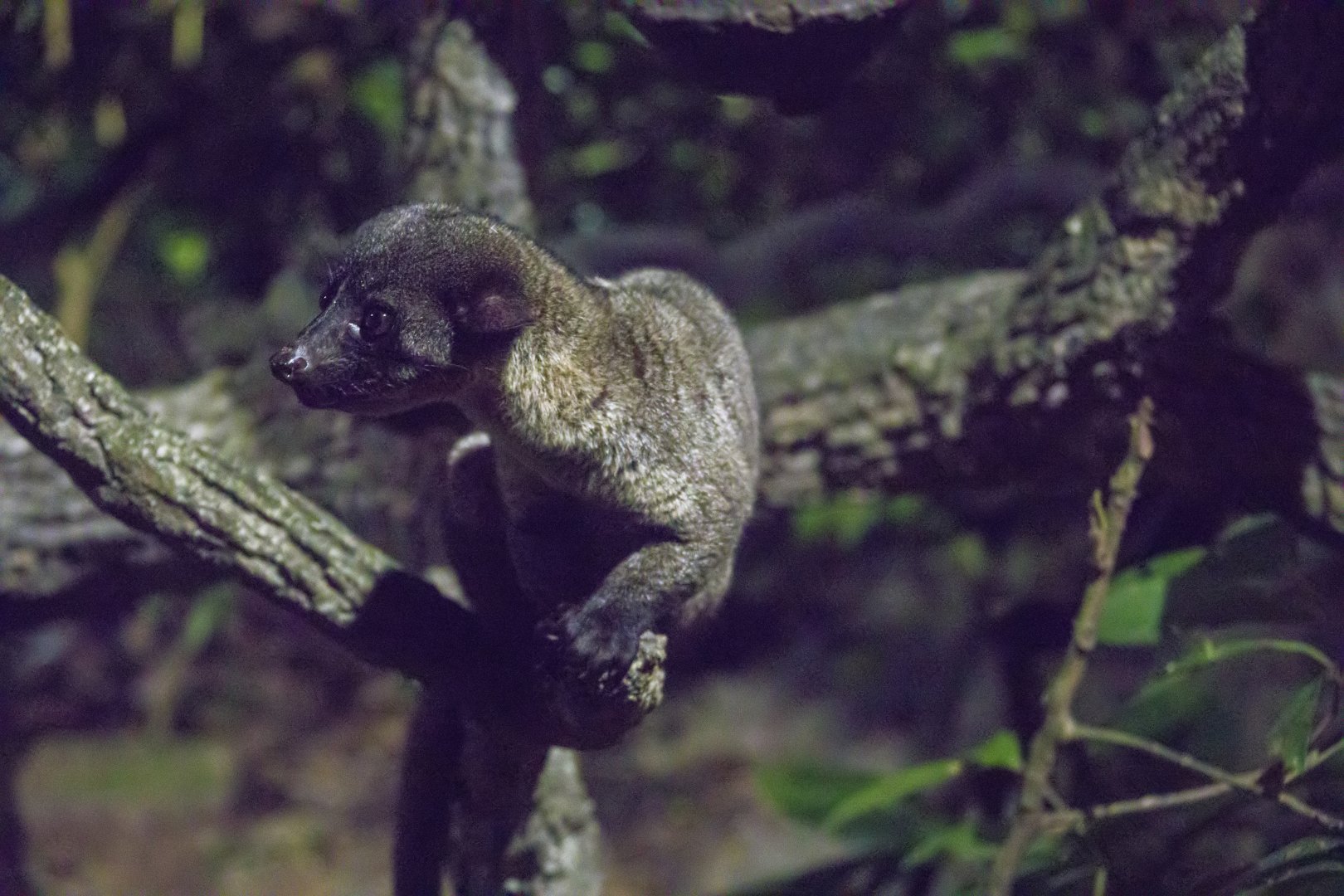 The small-toothed palm civet (Arctogalidia trivirgata)
