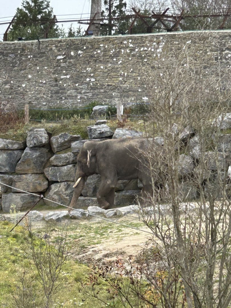 The smaller Asian elephant bull on the train route