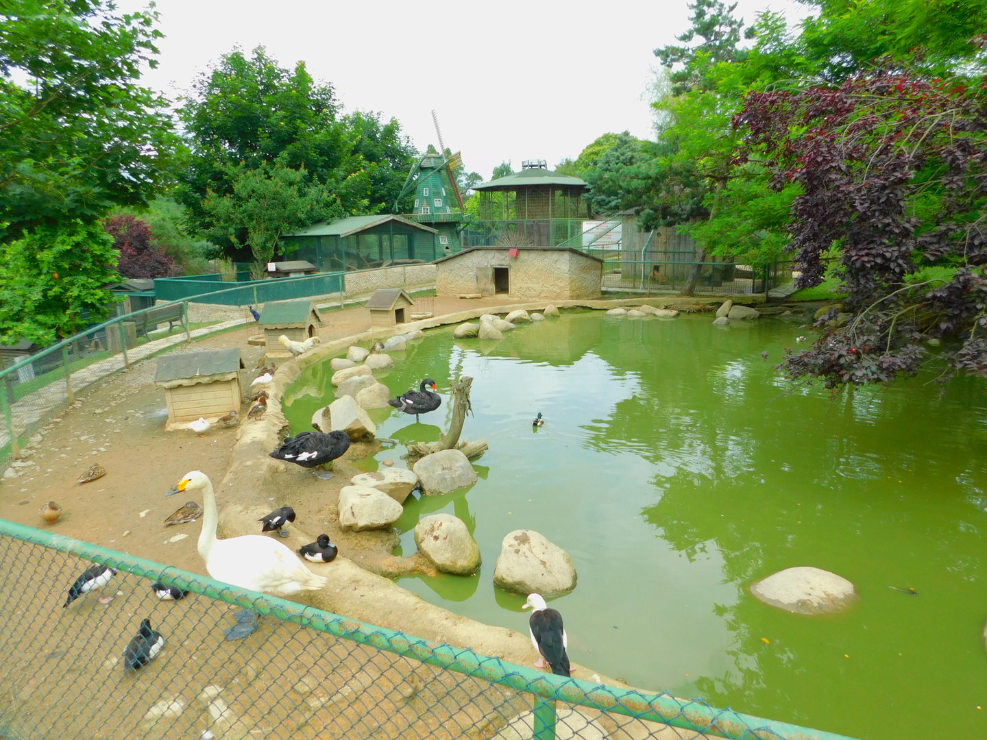 The Smaller Duck Pond