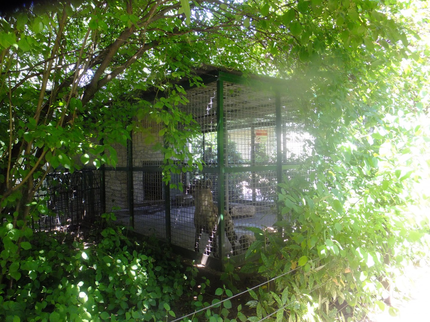 The smaller hyena enclosure