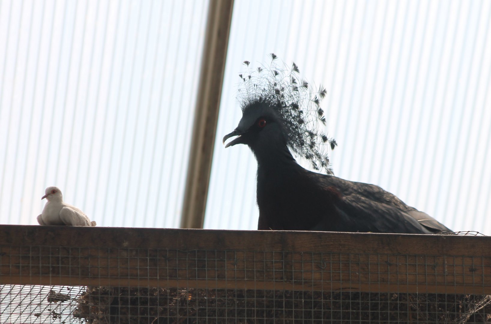 The smallest and the biggest