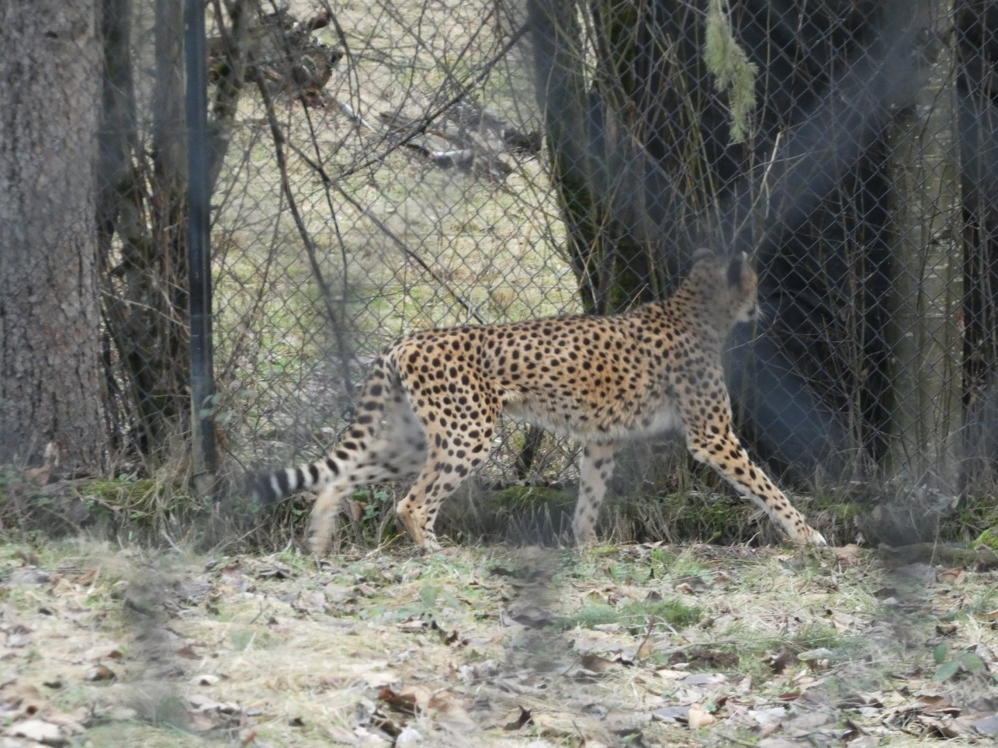 The smell of prey (Cheetah)