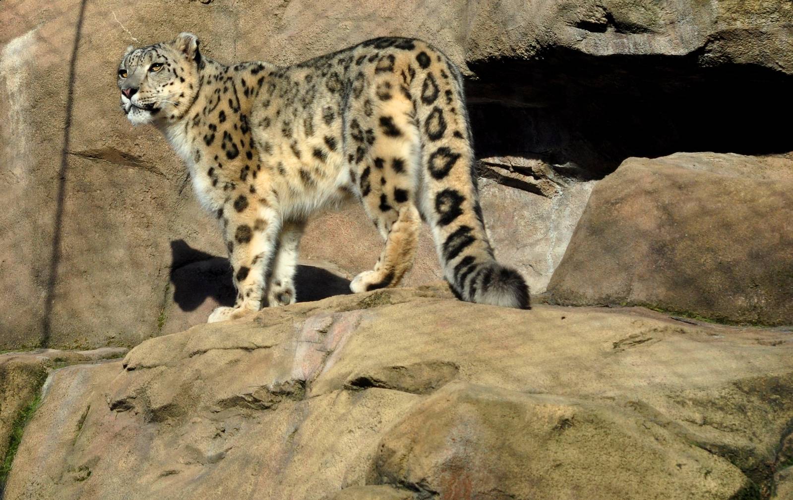 The Snow Leopard