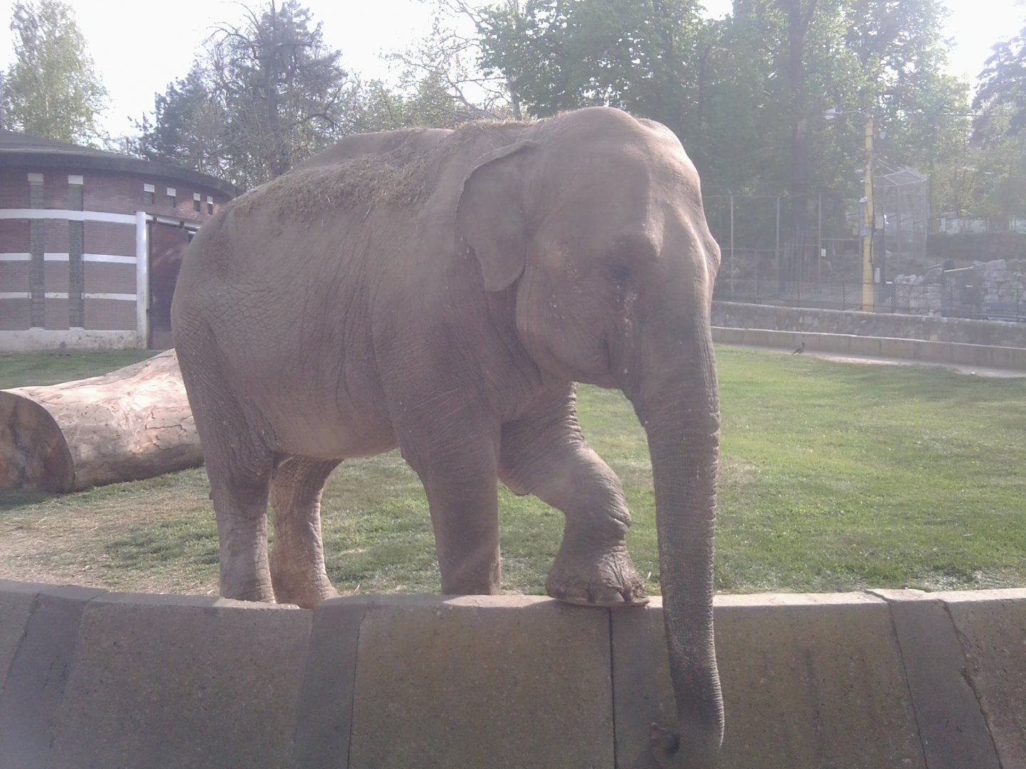 The solitary female Asian elephant, born 1973