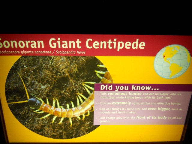The Sonoran Giant Centipede Explained