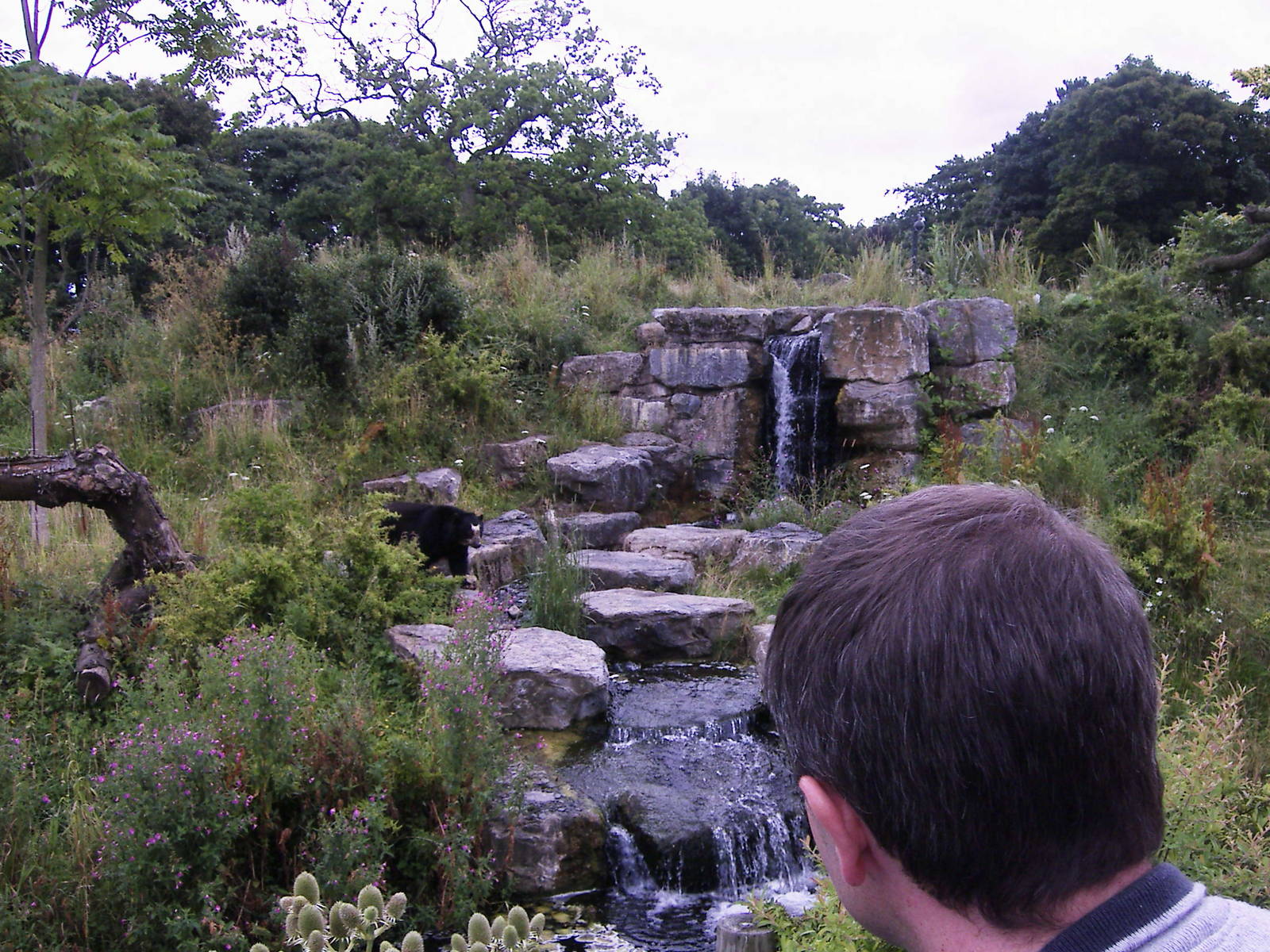 the spectacled bear exhibit @ chester zoo