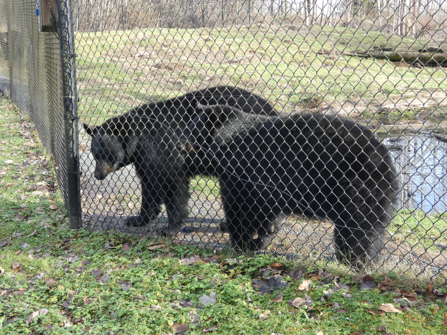 The Spice Bears (American black bear)