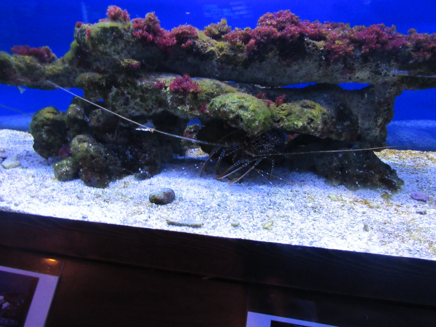 The Spiny Lobster tank- John Pennekamp Coral Reef State Park Visitor Center and Aquarium