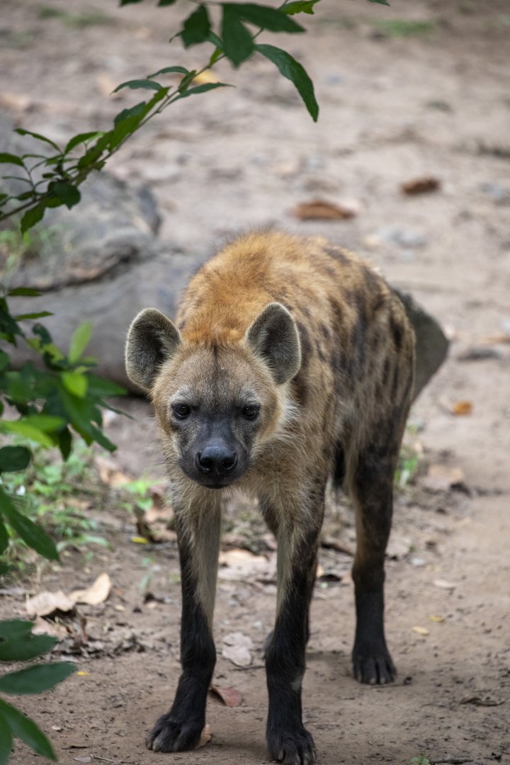 The spotted hyena (Crocuta crocuta)
