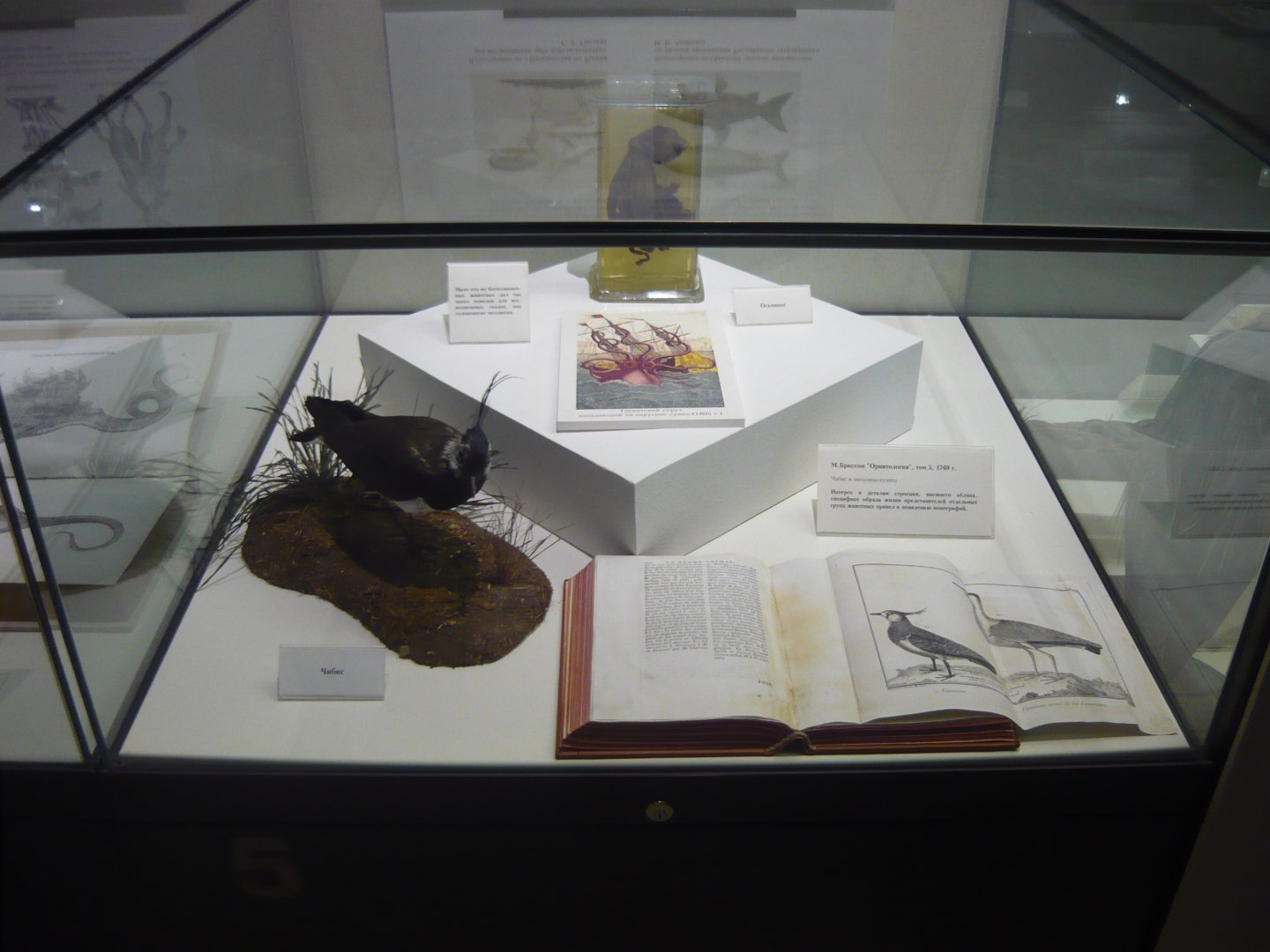 "The stages of nature cognition" exhibition, 1st floor