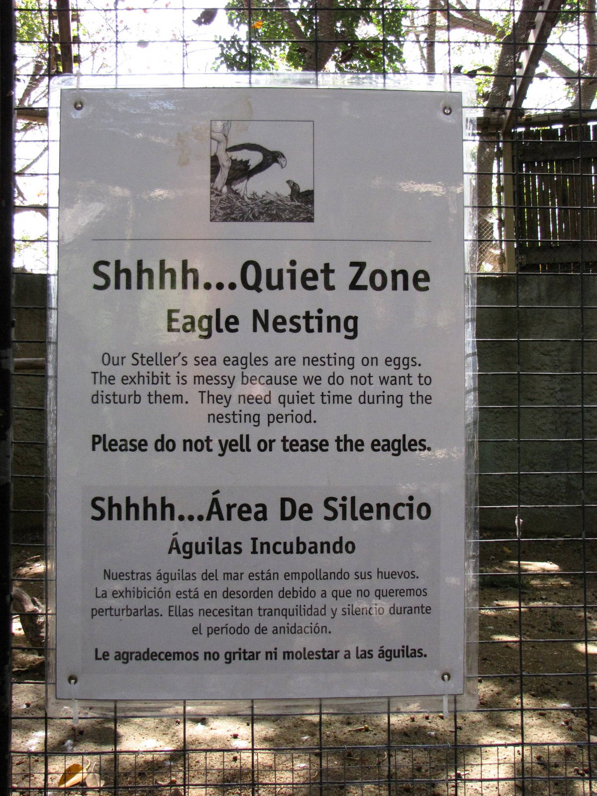 The Steller's Sea Eagles Are Nesting Again