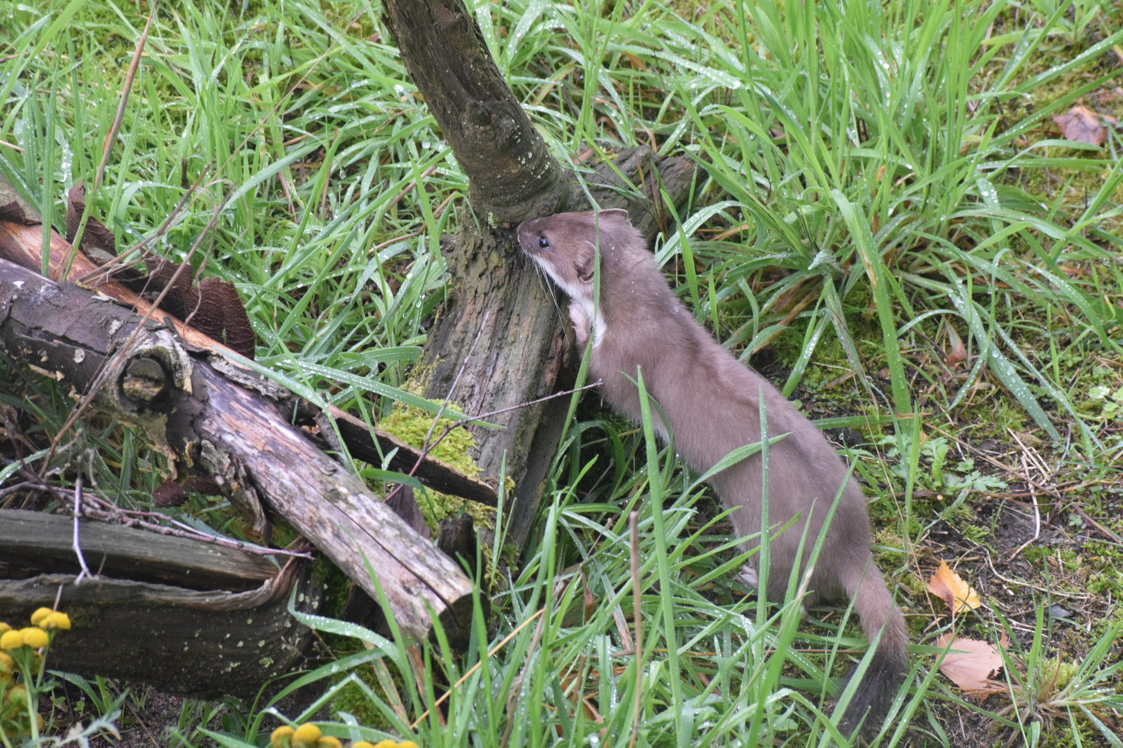 The stoat - Otter-Zentrum Hankensbüttel