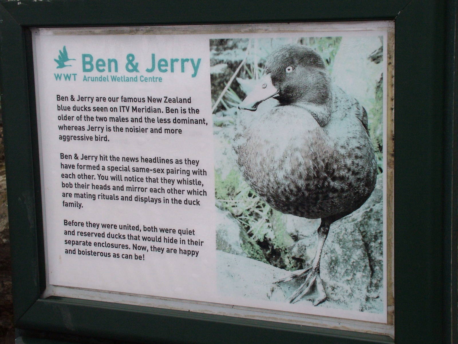 The Story of Ben and Jerry at Arundel WWT 13/03/10