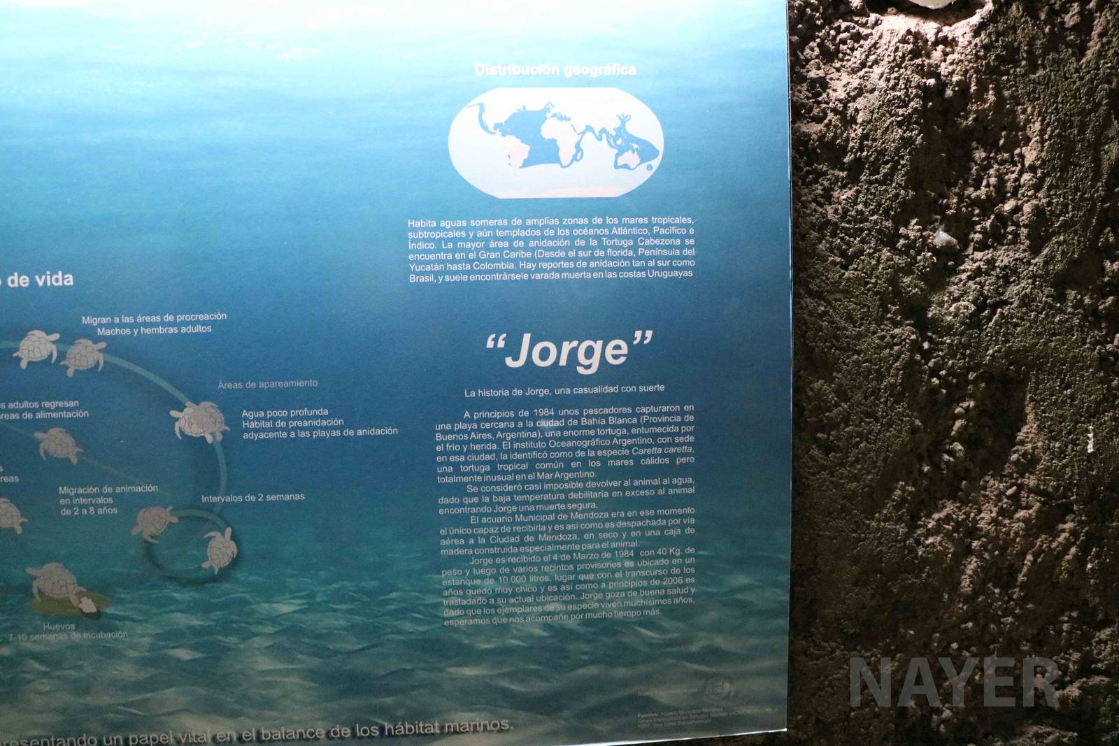 The story of 'Jorge', the loggerhead turtle - Mendoza Aquarium, April 2016