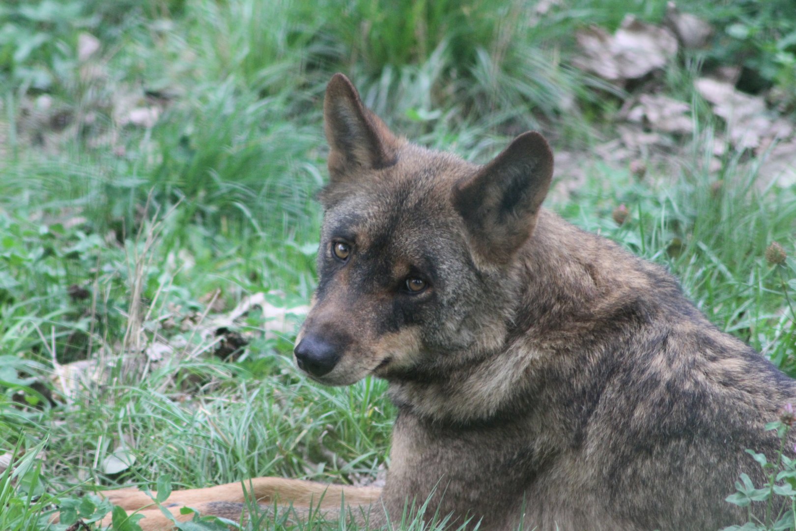 The strength of the Wolf is the pack.