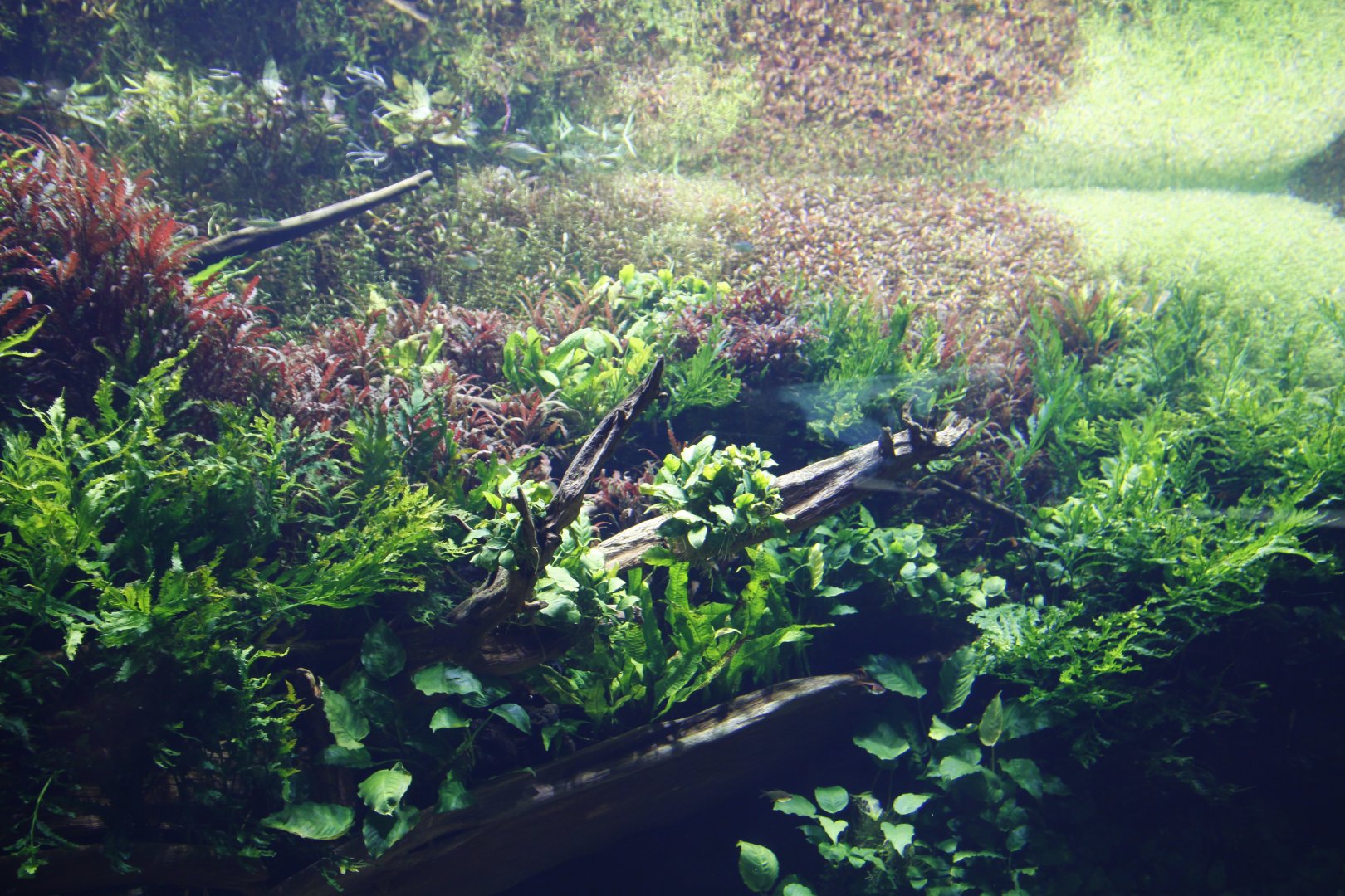 The Submerged Forest