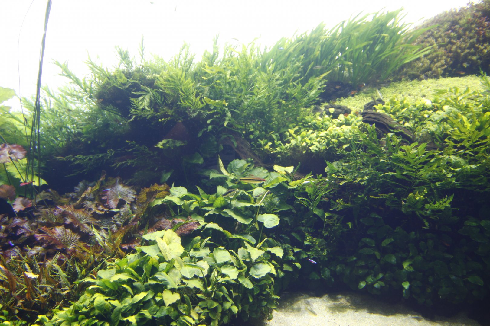 The Submerged Forest