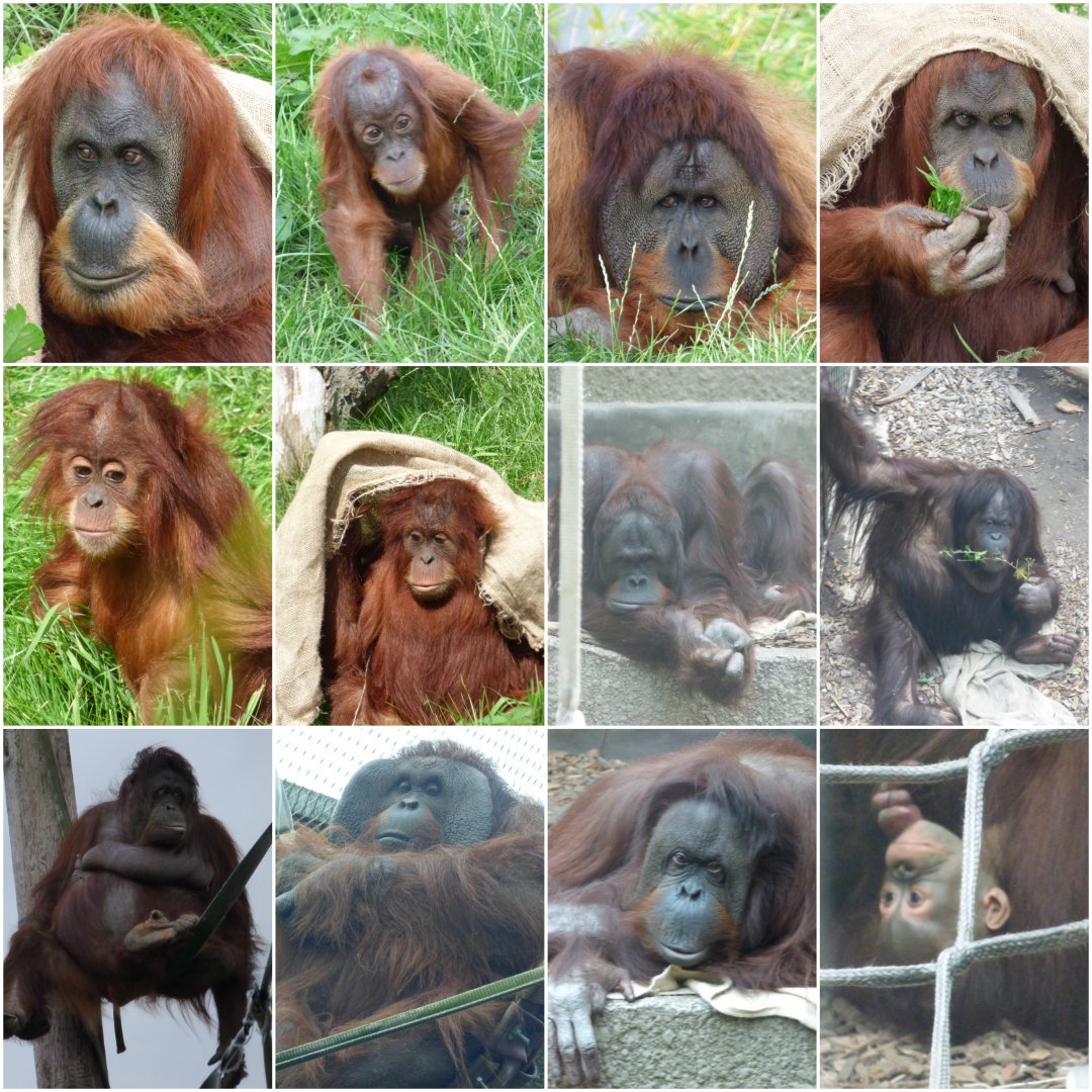The Sumatran and Bornean Orangutans of Chester Zoo