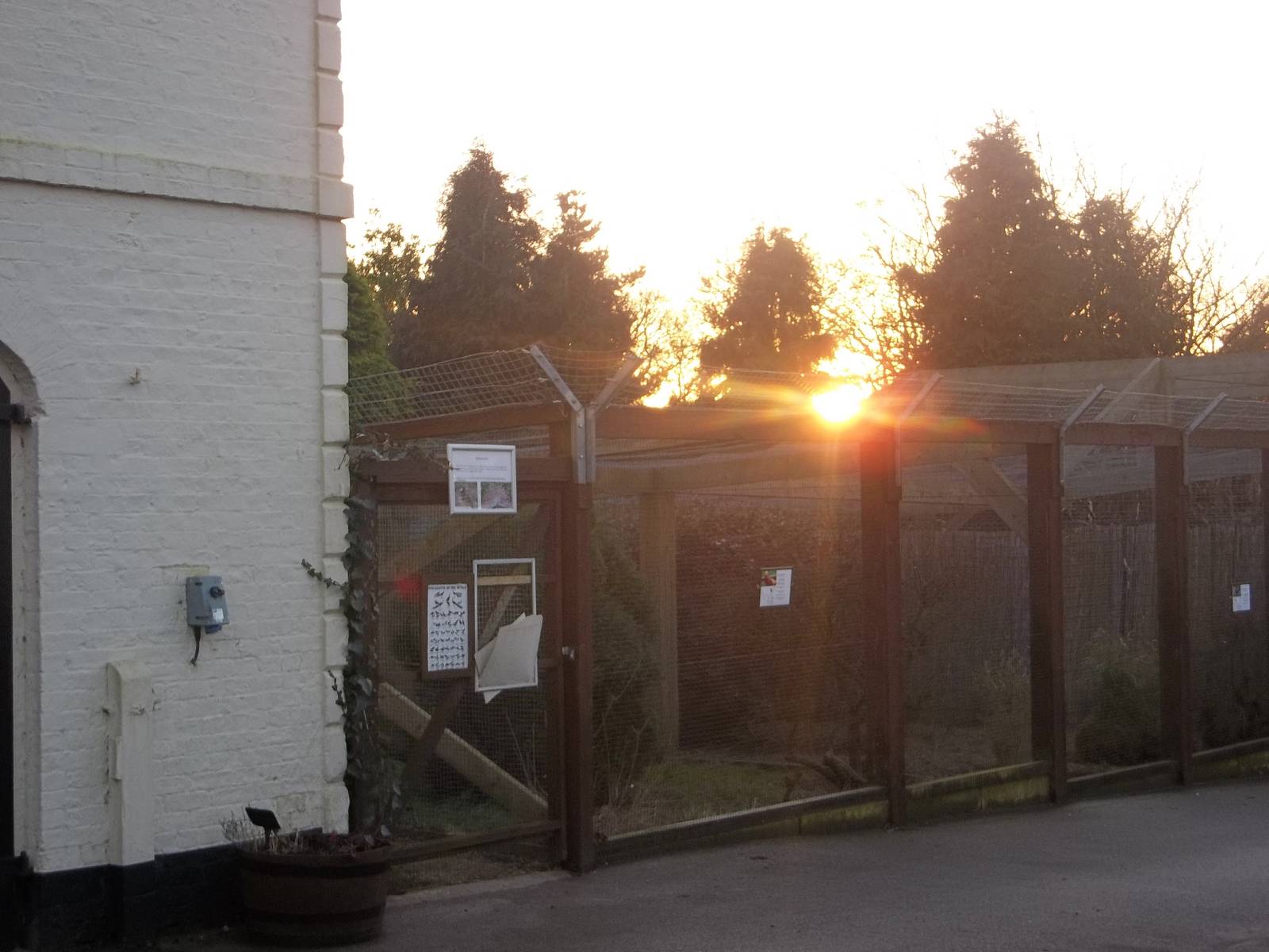 The sun begins to set behind the pheasant pens, 24th December 2014