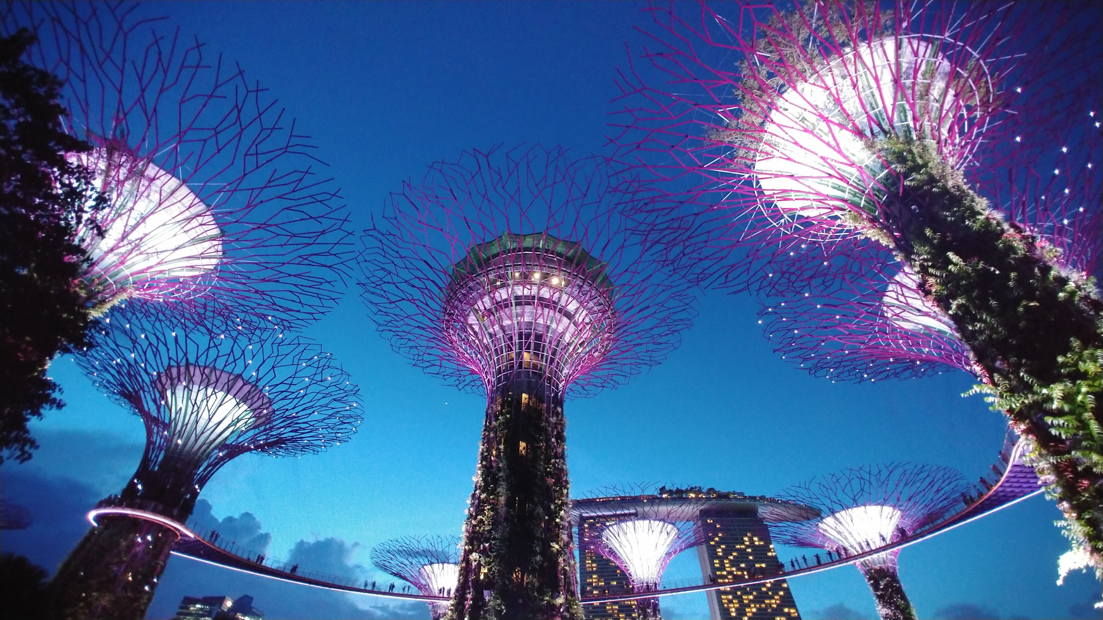 The Supertrees at night