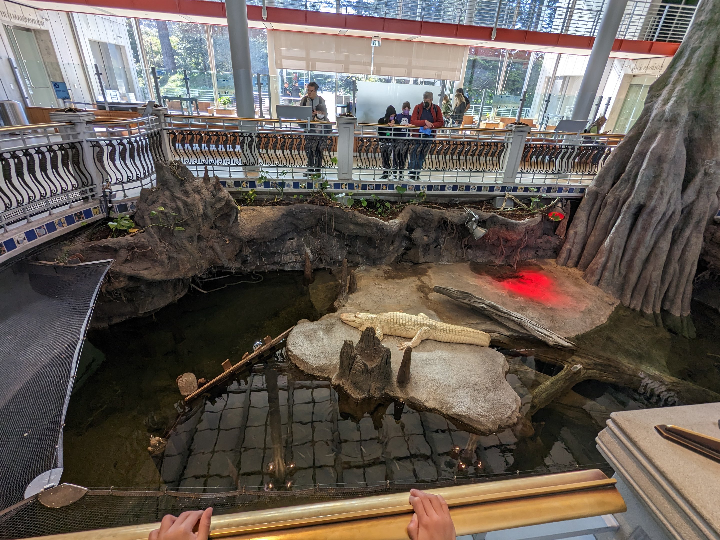 The Swamp - Albino American alligator (above)