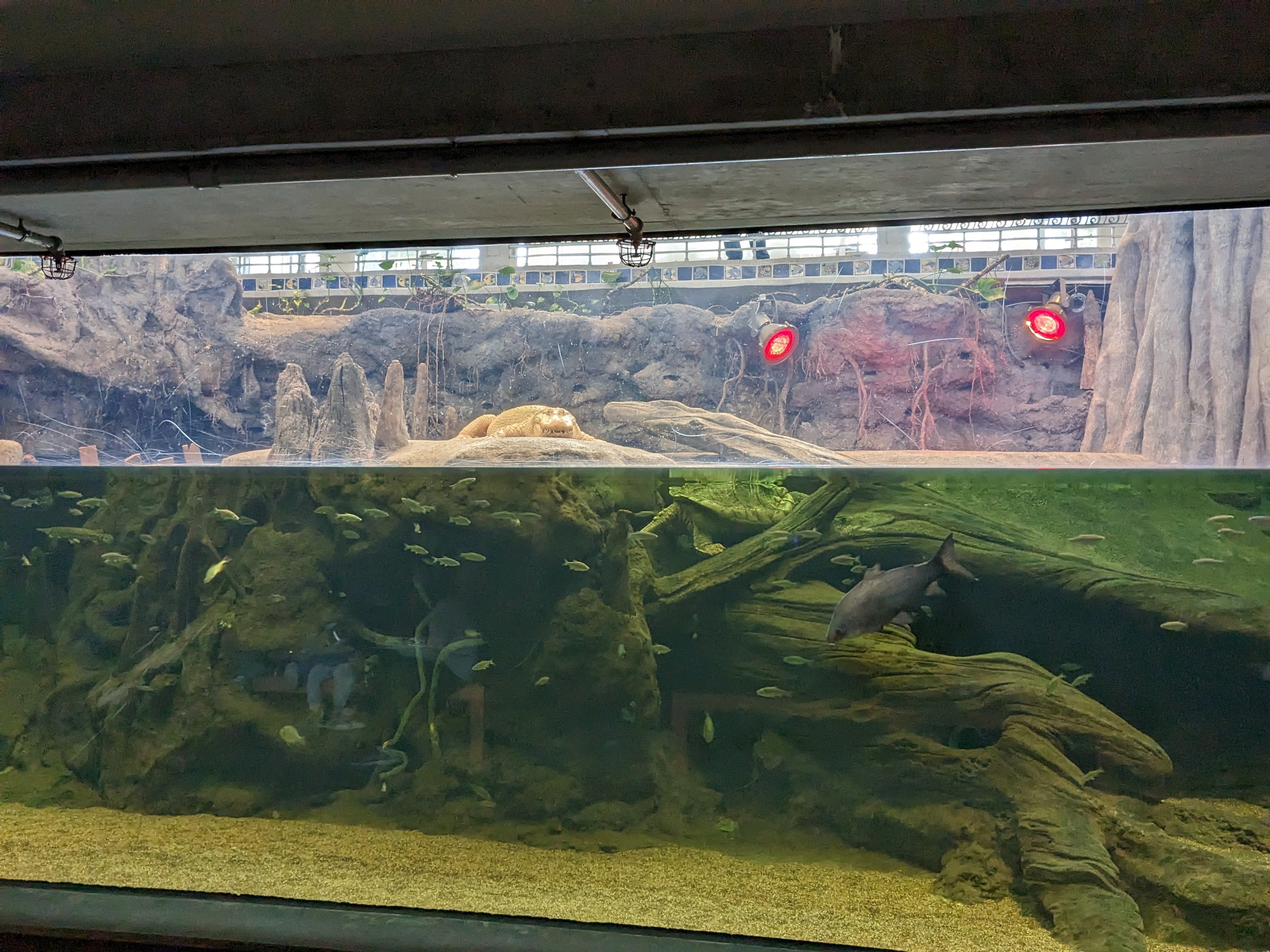 The Swamp - Albino American alligator (tank view)