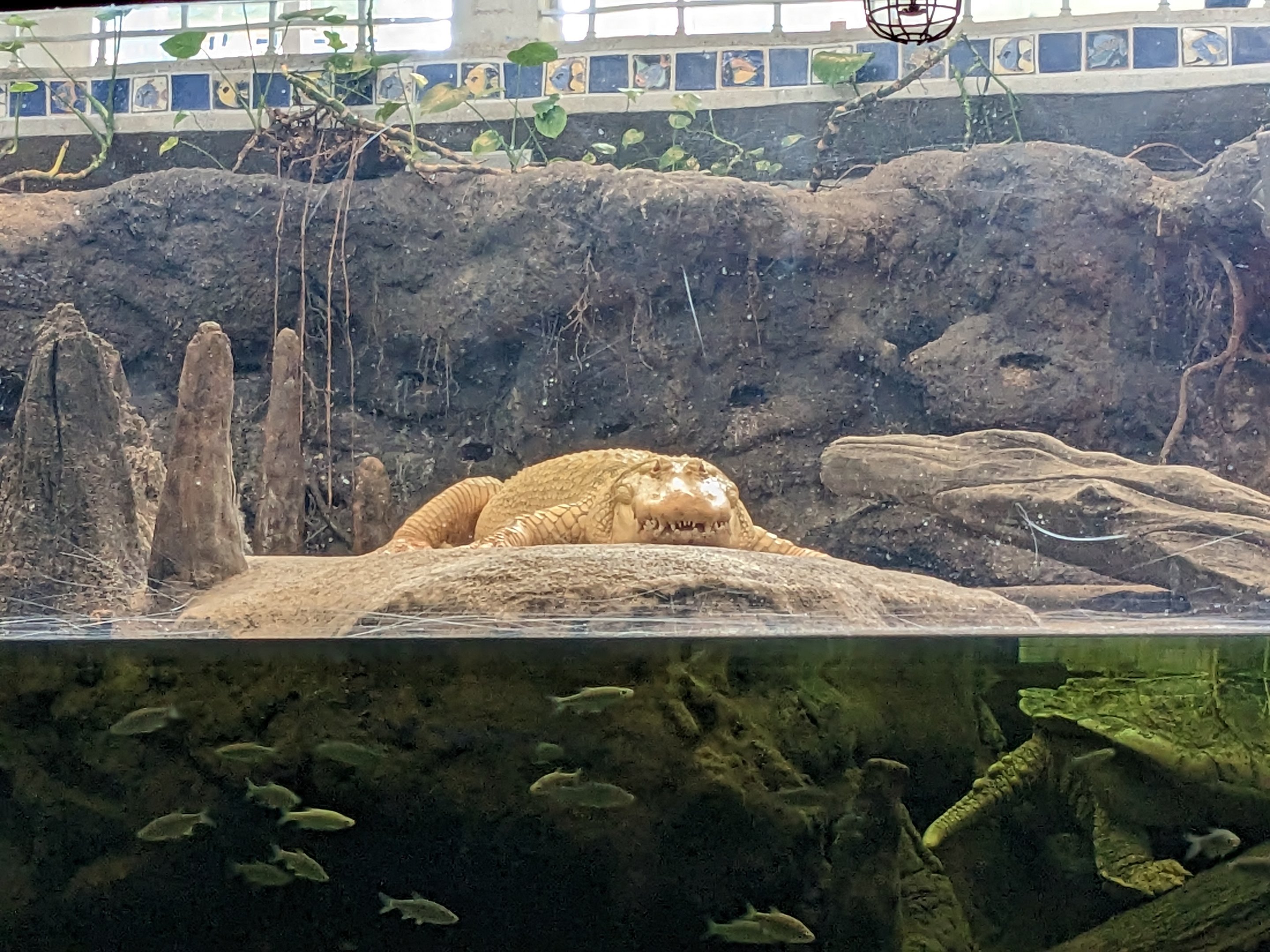 The Swamp - Albino American alligator (tank view)