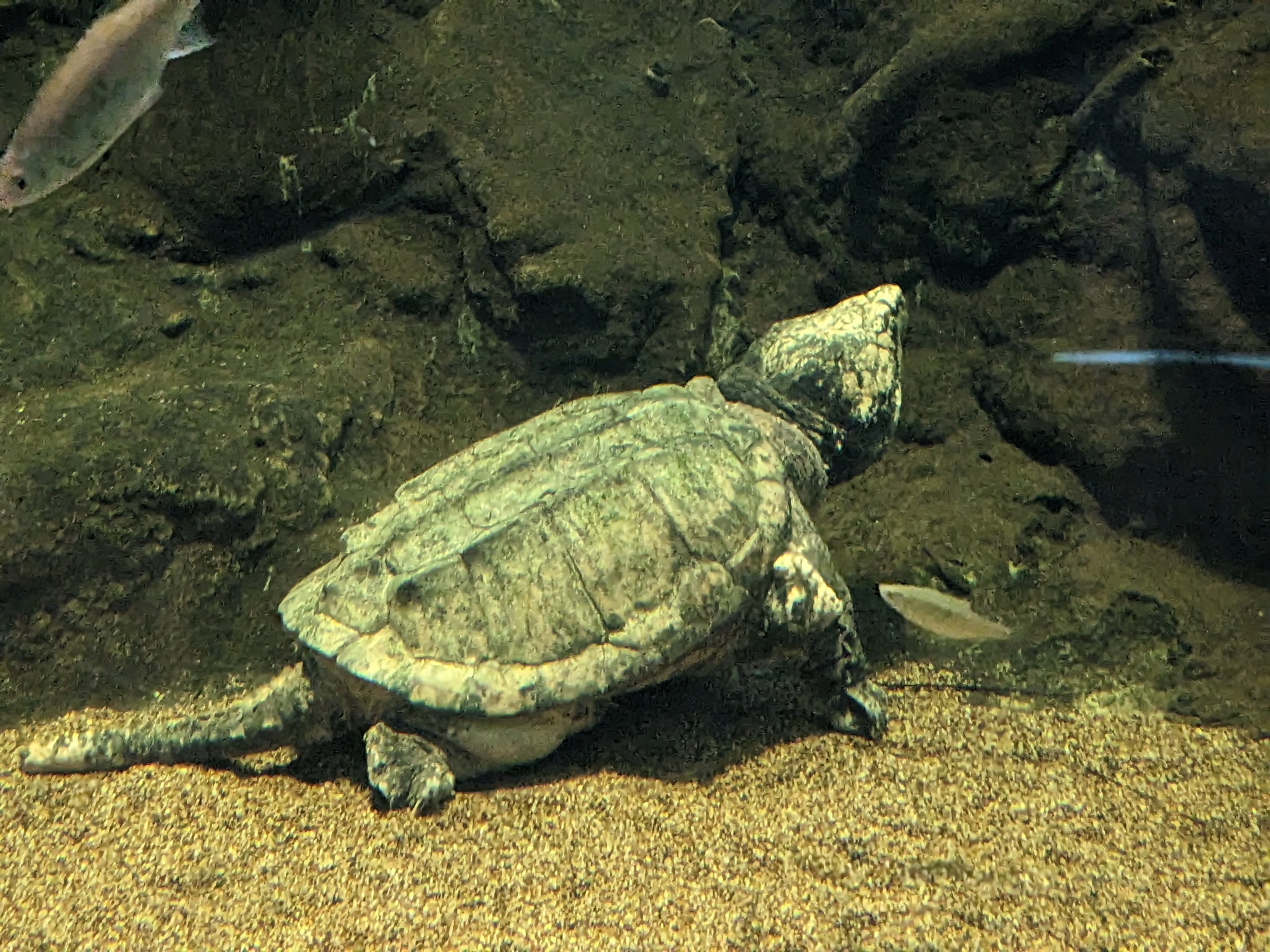 The Swamp - Alligator snapping turtle