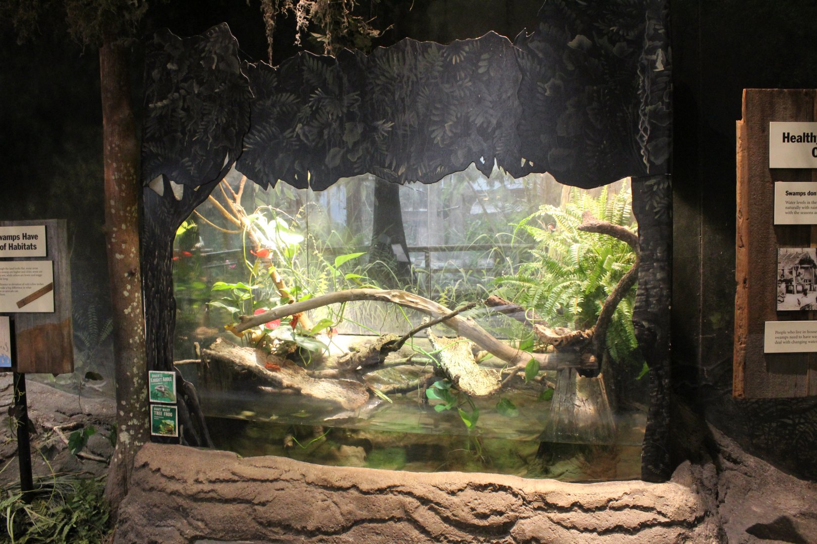 The Swamp - Amazon Milk Frog, Knight Anole, & Matamata Exhibit