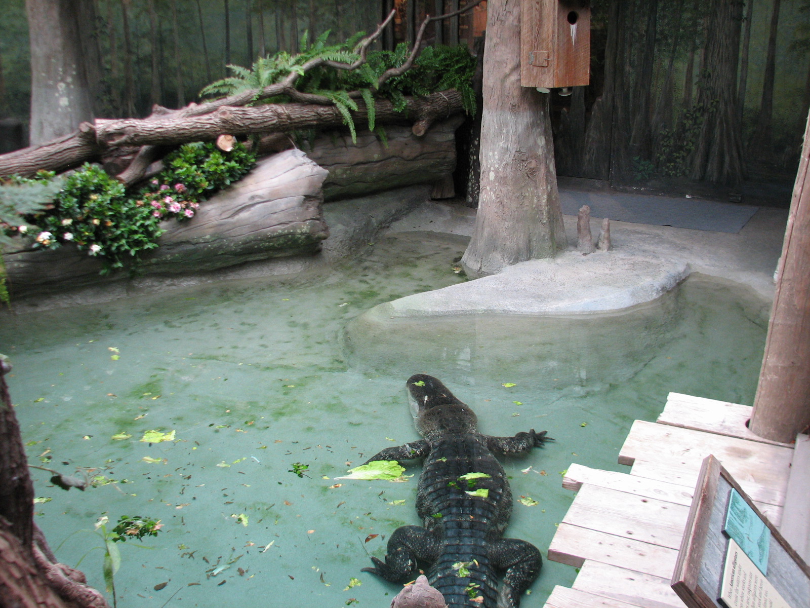 The Swamp - American Alligator Exhibit 1