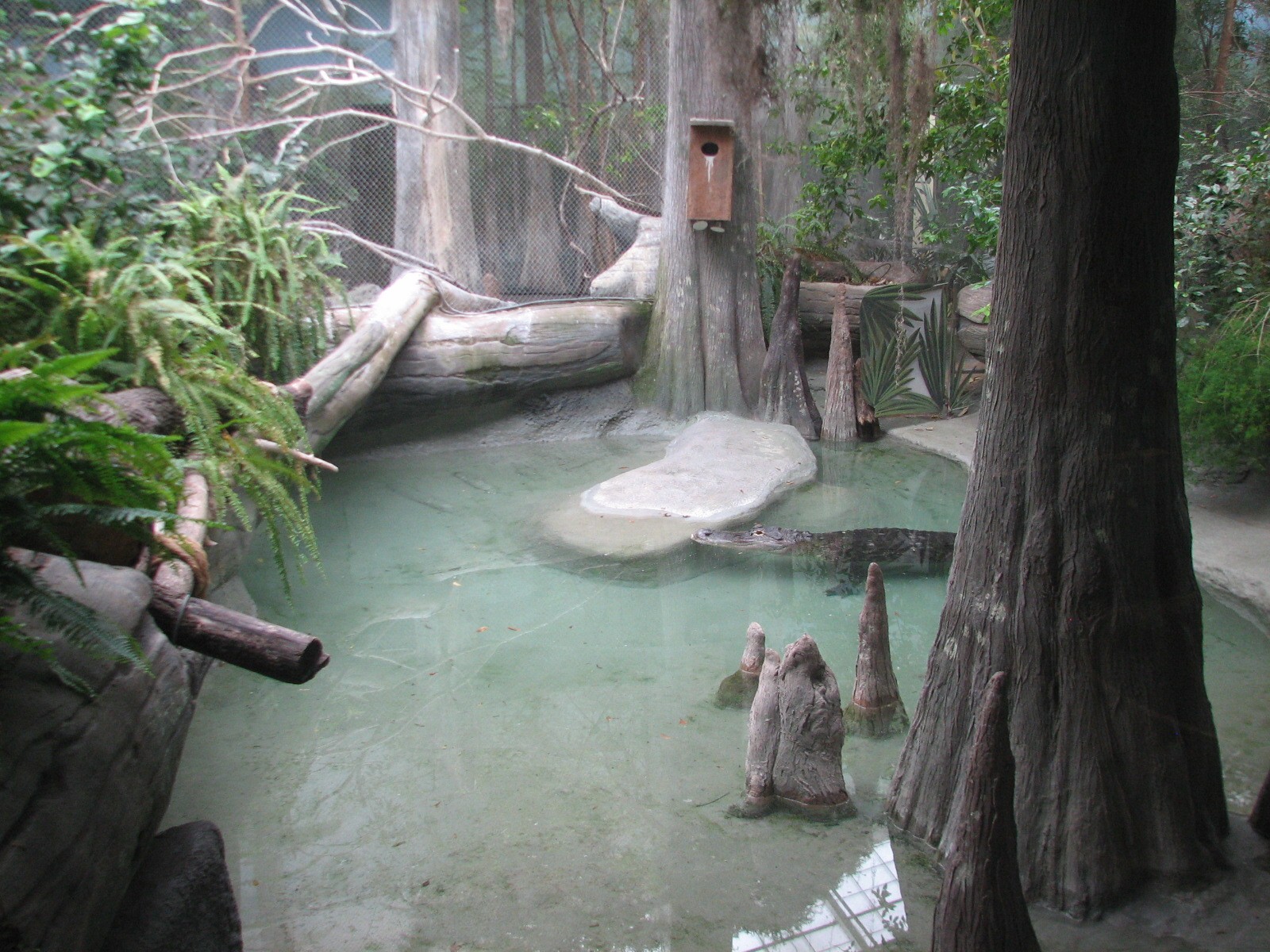 The Swamp - American Alligator Exhibit 2