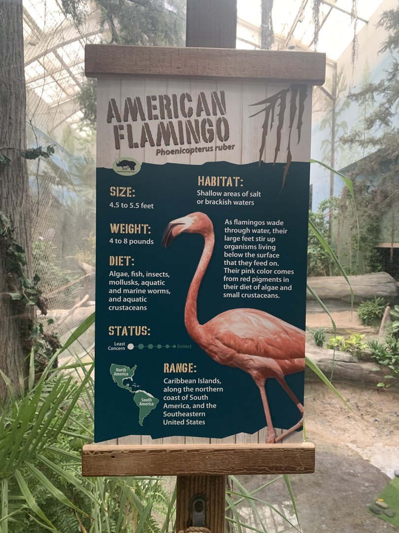 The Swamp - American flamingo signage