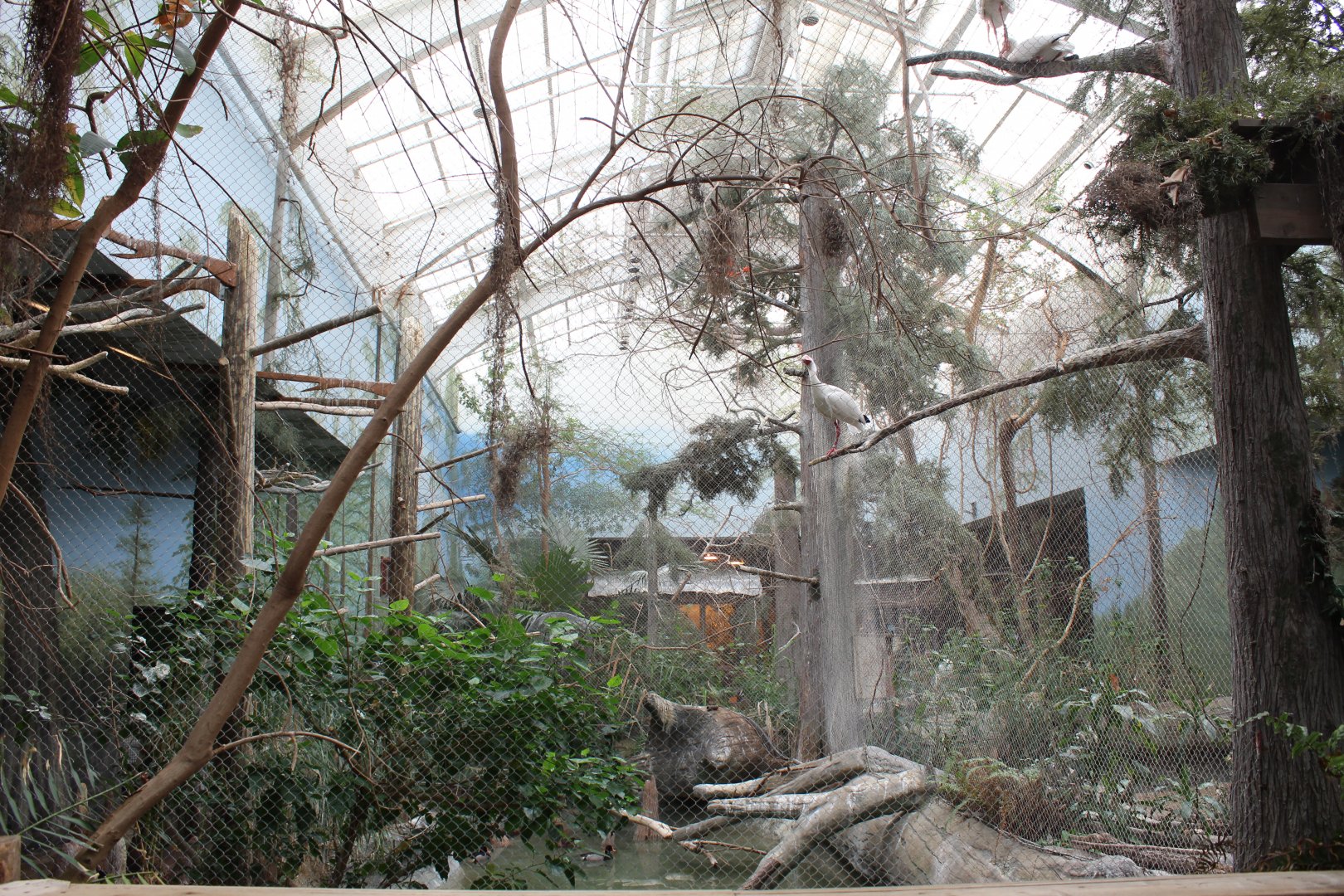 The Swamp - Aviary (American White Ibis, Fulvous Whistling Duck, Redhead, Venezuelan Troupial)