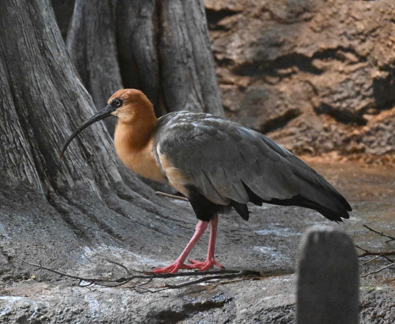 The Swamp - Black-faced ibis
