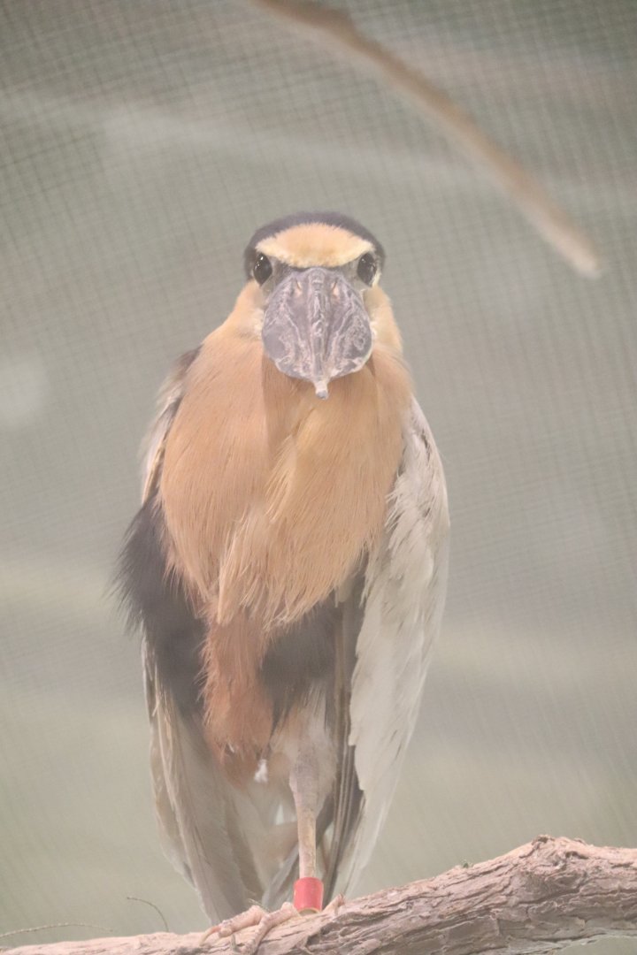 The Swamp - Boat-Billed Heron
