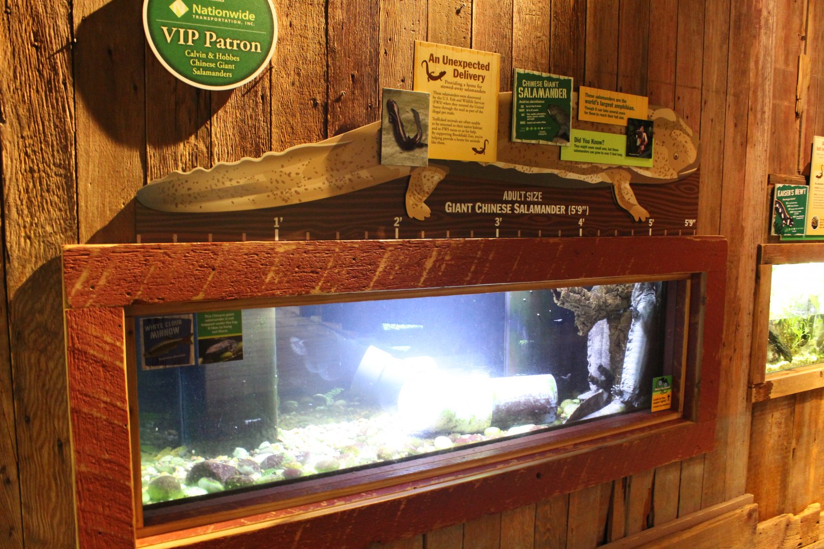 The Swamp - Chinese Giant Salamander Exhibit