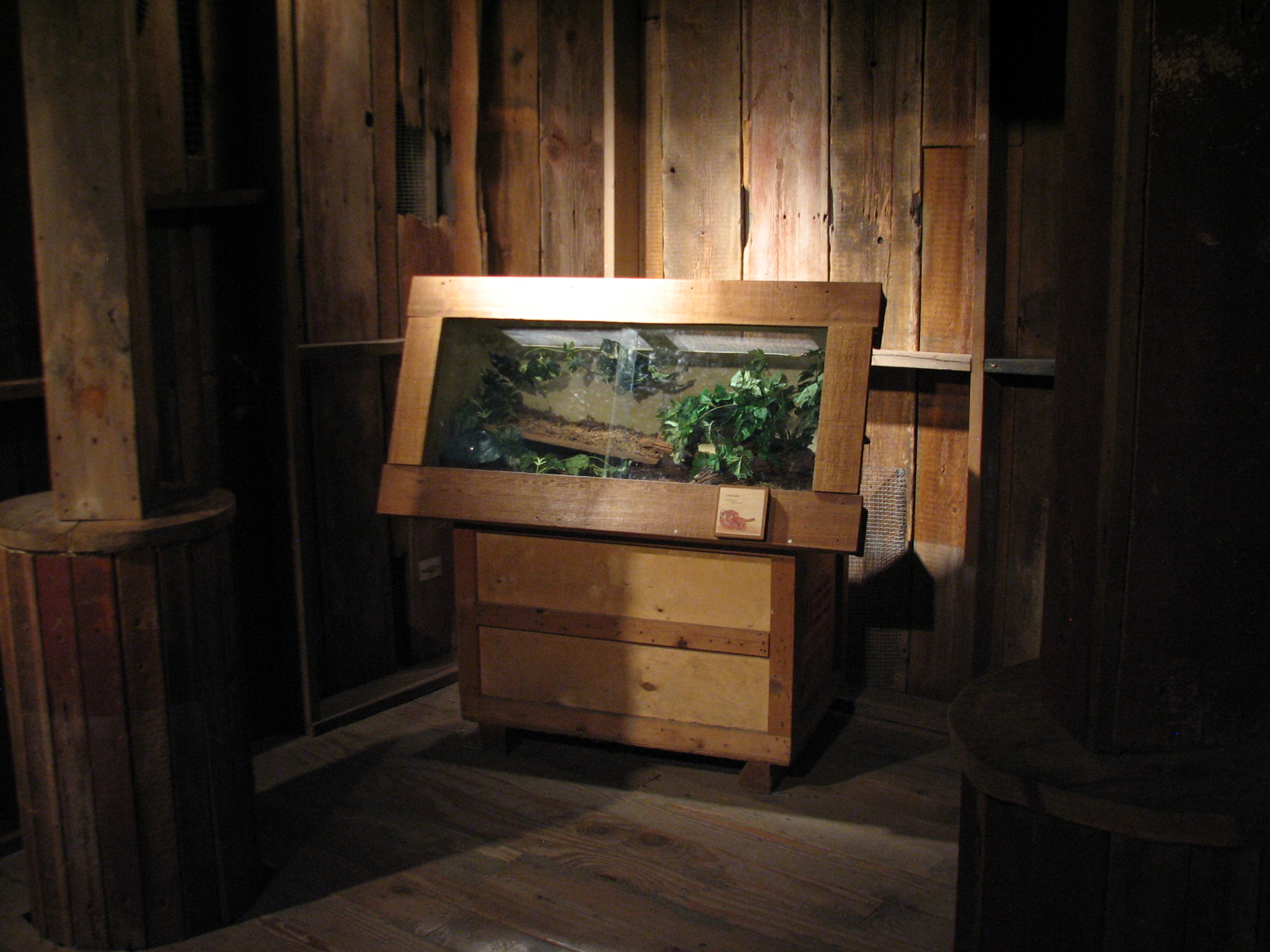 The Swamp - Corn Snake Exhibit