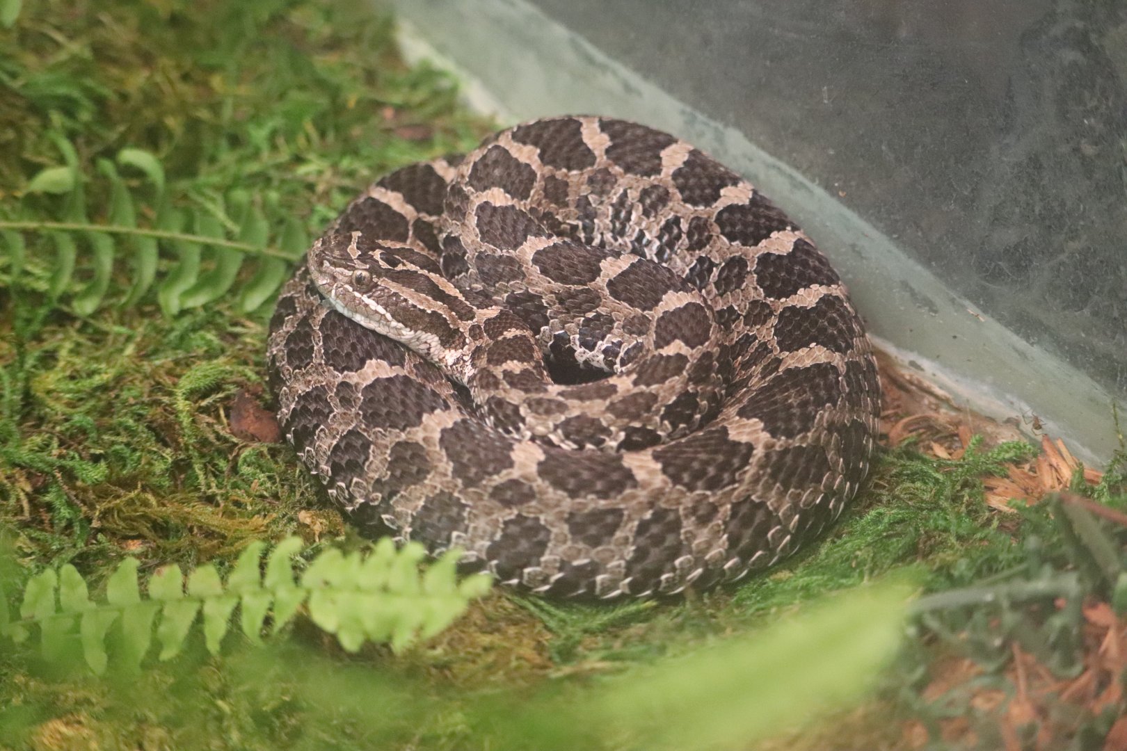 The Swamp - Eastern Massasauga