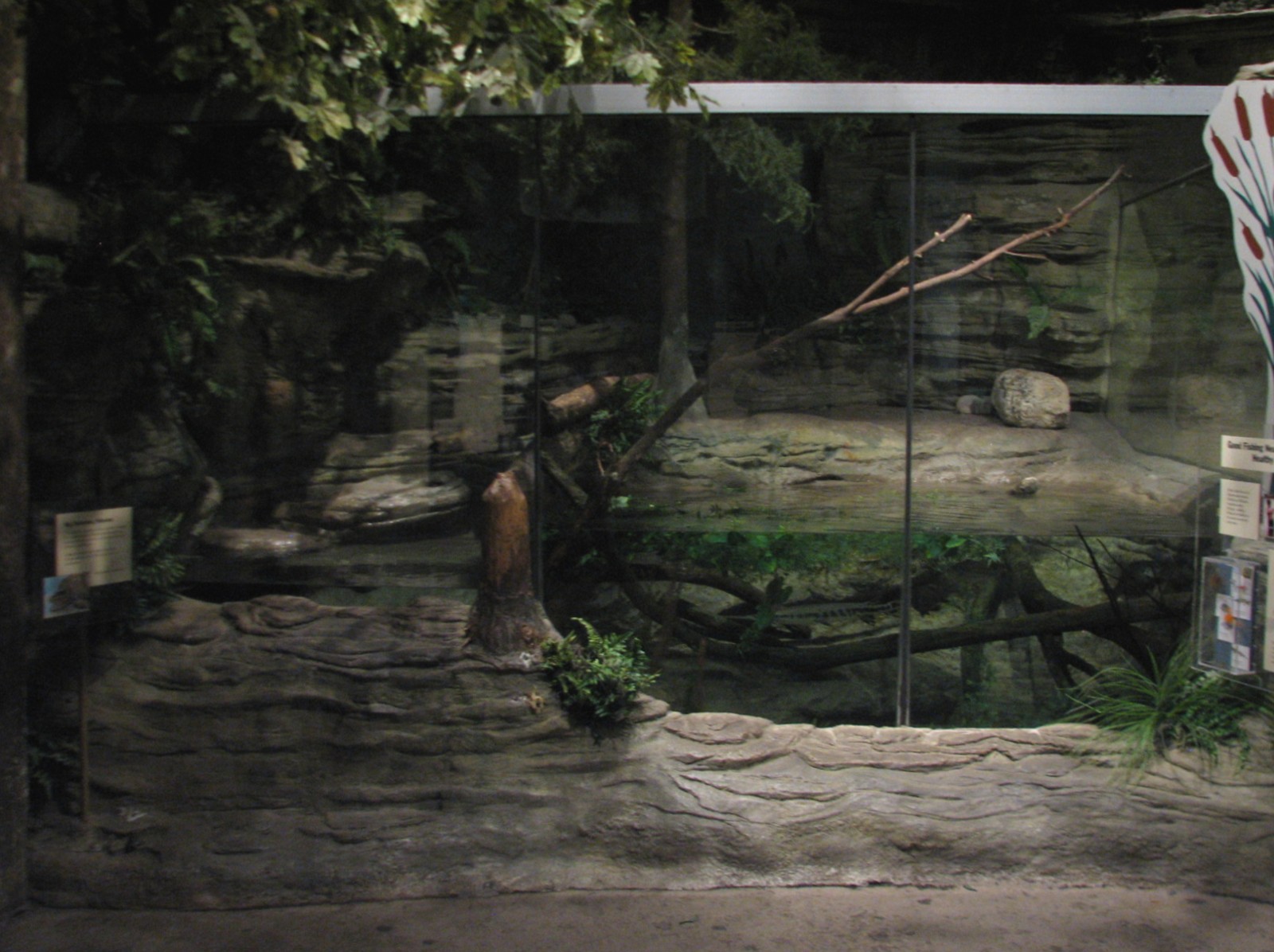 The Swamp - Fish and Alligator Snapping Turtle Exhibits