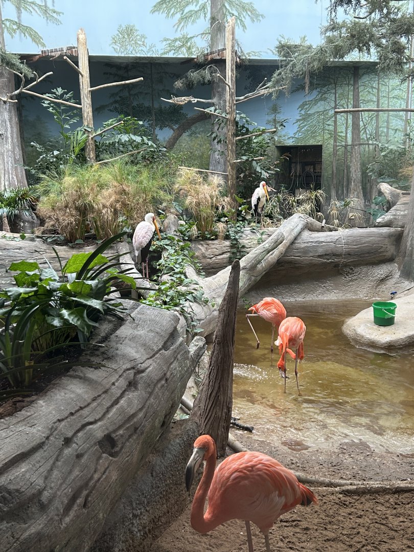 The Swamp- Flamingos & Yellow-billed Stork