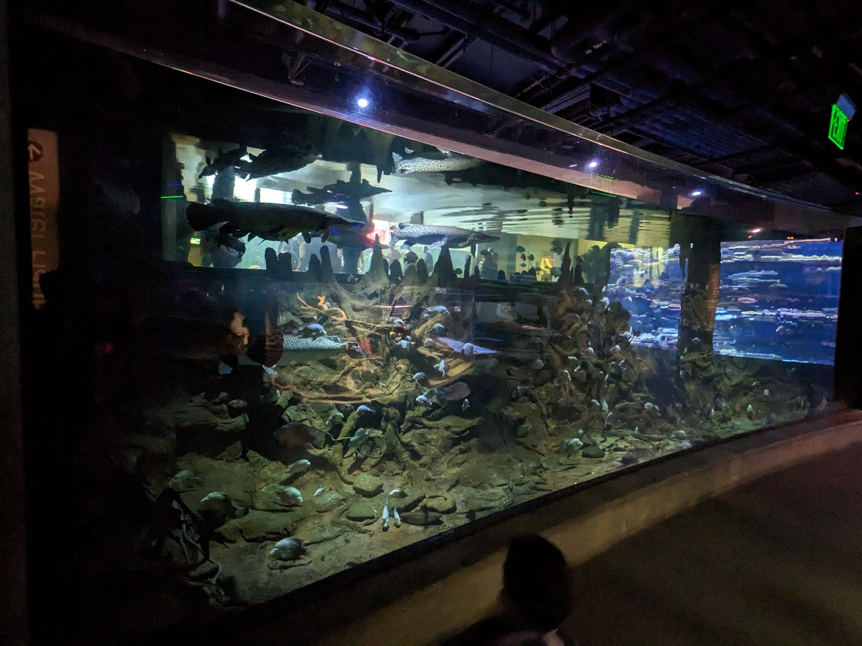 The Swamp - gar tank