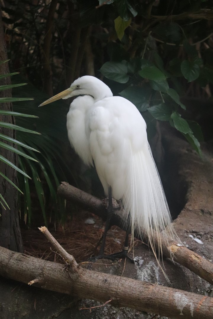 The Swamp - Great Egret