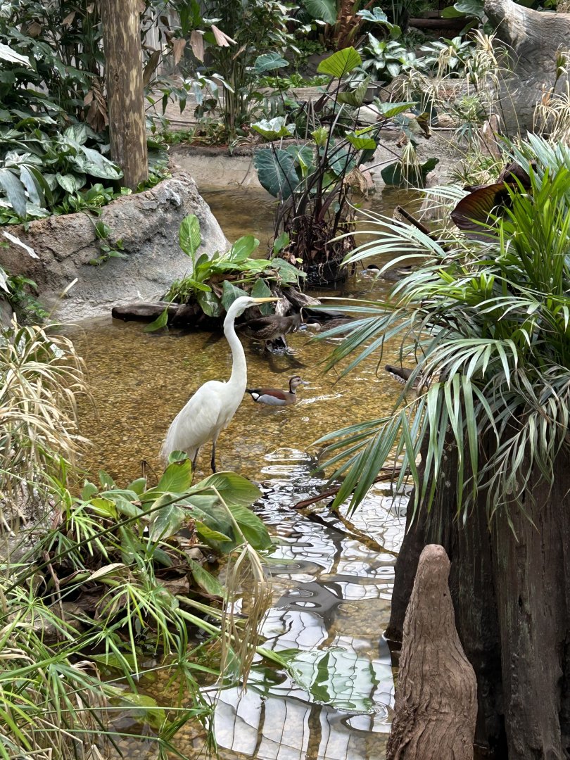 The Swamp- Great Egret